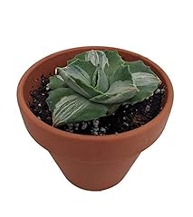 Semi germinazione plante usato  Spedito ovunque in Italia 