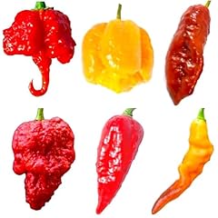Semi dei peperoncini usato  Spedito ovunque in Italia 