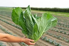 Spring cabbage plug for sale  Delivered anywhere in UK