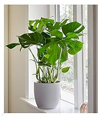 Baldur garten monstera gebraucht kaufen  Wird an jeden Ort in Deutschland