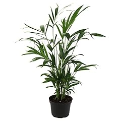 American plant live for sale  Delivered anywhere in USA 