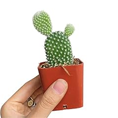 Opuntia microdasys bunny for sale  Delivered anywhere in USA 