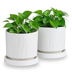 Inch ceramic plant for sale  Delivered anywhere in USA 