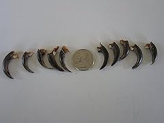 Porcupine claws taxidermy for sale  Delivered anywhere in USA 