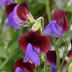 Sweet pea plug for sale  Delivered anywhere in UK