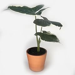 Alocasia mickey mouse for sale  Delivered anywhere in USA 