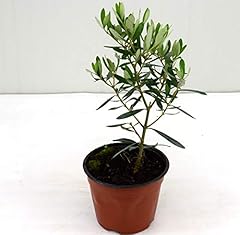 Albero ulivo cipressino usato  Spedito ovunque in Italia 