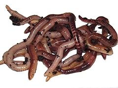 Yorkshire worms large for sale  Delivered anywhere in UK