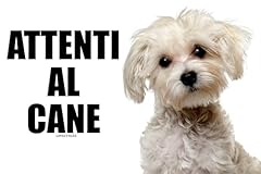 Maltese attenti cane usato  Spedito ovunque in Italia 