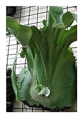 Platycerium wandae giant for sale  Delivered anywhere in UK