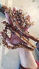Hop rhizomes centennial for sale  Delivered anywhere in USA 
