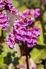 Bergenia cordifolia winterglut gebraucht kaufen  Wird an jeden Ort in Deutschland