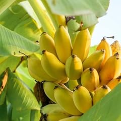 Chuxay garden banana for sale  Delivered anywhere in USA 