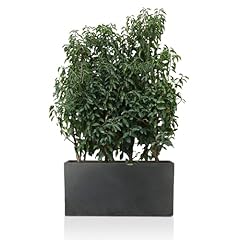 Idealist large plant for sale  Delivered anywhere in UK