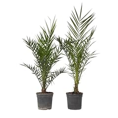 Plant box phoenix usato  Spedito ovunque in Italia 