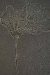 Crinoid fossil notebook for sale  Delivered anywhere in USA 