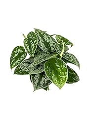 Pothos silver splash for sale  Delivered anywhere in USA 
