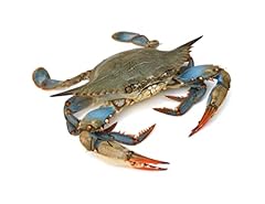 Fresh blue crab for sale  Delivered anywhere in UK