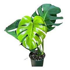 Monstera deliciosa live for sale  Delivered anywhere in USA 
