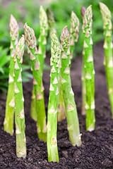 Millennium live asparagus for sale  Delivered anywhere in USA 