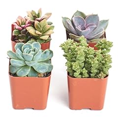 Shop succulents mini for sale  Delivered anywhere in USA 