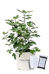 Fignomenal fig tree for sale  Delivered anywhere in USA 