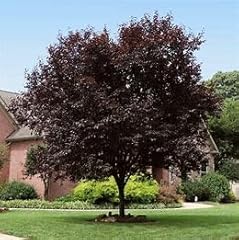 Purple haze plum for sale  Delivered anywhere in USA 