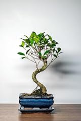 Bonsai baum keramik gebraucht kaufen  Wird an jeden Ort in Deutschland