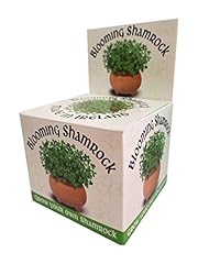 Blooming shamrock pot for sale  Delivered anywhere in UK