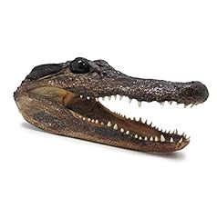 Genuine alligator head for sale  Delivered anywhere in USA 