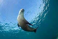 Australian sea lion for sale  Delivered anywhere in USA 