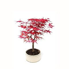 Bonsai bonsai baum gebraucht kaufen  Wird an jeden Ort in Deutschland