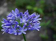 Agapanthus africanus big for sale  Delivered anywhere in Ireland
