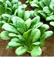 500 komatsuna tendergreen for sale  Delivered anywhere in USA 