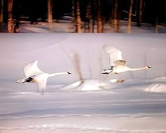 Canadian snow geese for sale  Delivered anywhere in USA 