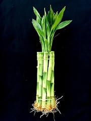Lucky bamboo plant for sale  Delivered anywhere in USA 