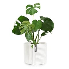 Fox fern pot d'occasion  Livré partout en France