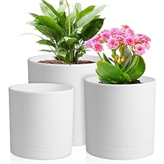 Meowell inch flower for sale  Delivered anywhere in USA 