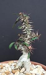 Rare euphorbia rossii usato  Spedito ovunque in Italia 