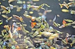 Live guppy fry for sale  Delivered anywhere in USA 