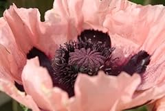 Papaver somniferum giganteum for sale  Delivered anywhere in UK