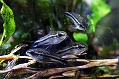 Swimming creatures pygmy for sale  Delivered anywhere in USA 