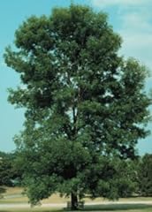 Fraxinus pennsylvanica green for sale  Delivered anywhere in USA 