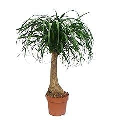 Beaucarnea pied éléphant d'occasion  Livré partout en France