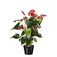 Anthurium rosso ø21 usato  Spedito ovunque in Italia 