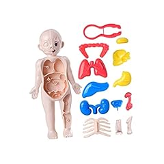Ronyme human body for sale  Delivered anywhere in UK