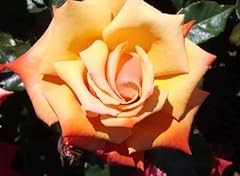 Remember potted rose for sale  Delivered anywhere in UK