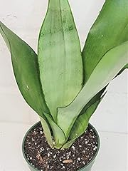 Sansevieria plant live for sale  Delivered anywhere in USA 
