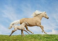 Palomino horse foal for sale  Delivered anywhere in UK