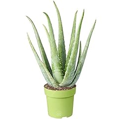 Medicinal aloe vera for sale  Delivered anywhere in UK